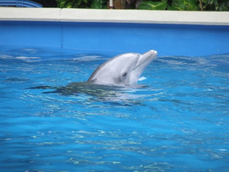 Een van de vele dolfijnen in Seaworld